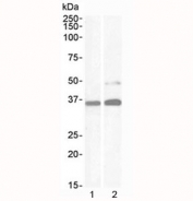 Western blot testing of human 1) kidney and 2) HeLa lysate with PAX8 antibody at 1ug/ml). Predicted molecular weight of isoforms 1-5: 31, 35, 42, 43 and 48 kDa, respectively. PAX-8 can also be observed at ~62 kDa.