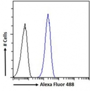 FACS testing of fixed and permeabilized human A549 cells with GADD34 antibody (blue) at 10ug/ml and naive goat Ig (black).