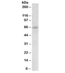 Western blot testing of HeLa lysate with Uromodulin antibody at 0.03ug/ml. Predicted molecular weight: ~70/70-85kDa (unmodified/glycosylated).