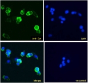 IF/ICC testing of human HepG2 cells with Alexa Fluor 488 secondary (1ug/ml) and DCX antibody (green, 5ug/ml). Blue = DAPI nuclear counterstain.
