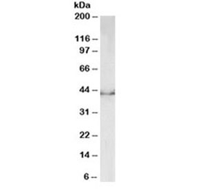 Western blot testing of mouse fetal brain lysate with Dcx antibody at 0.5ug/ml. Predicted molecular weight: 40-50kDa.~