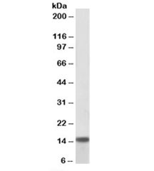 Western blot of pig heart lysate with NDUFA7 antibody at 0.1ug/ml. Predicted molecular weight: ~13kDa.