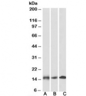 Western blot testing of human [A], mouse [B] and rat [C] heart lysates with NDUFA7 antibody at 0.1ug/ml. Predicted molecular weight: ~13kDa.