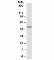 Western blot testing of human cerebellum lysate with PAX1 antibody at 0.2ug/ml. Predicted molecular weight: ~55kDa.