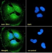 IF/ICC staining of fixed and permeabilized human U-251 cells with ZO-1 antibody (green) at 10ug/ml and DAPI nuclear stain (blue).