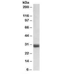 Western blot testing of human placenta lysate with FGF5 antibody at 0.1ug/ml. Predicted molecular weight: ~30kDa.