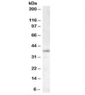 Western blot testing of K562 lysate with RNF2 antibody at 0.5 ug/ml. Predicted molecular weight: ~38kDa.