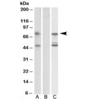 Western blot testing of HEK293 lysate overexpressing human ASNSD1-FLAG probed with ASNSD1 antibody [1ug/ml] in Lane A and anti-FLAG (1/10000) in Lane C. Mock-transfected HEK293 probed with ASNSD1 antibody [1ug/ml] in Lane B. Predicted molecular weight: ~72kDa.