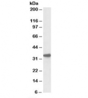Western blot testing of mouse liver lysate with Cyb5r3 antibody at 0.1ug/ml. Predicted molecular weight (mouse): ~34/32kDa (isoforms 1/2).