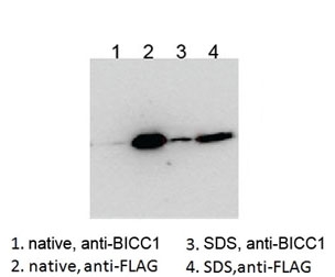 Western blot testing of HEK293 lysate overexpressing human BICC1-FLAG probed with an unrelated BCC1 antibody after immunoprecipitating with either cat # R35086 BICC1 antibody or FLAG antibody in the presence or absence of SDS.