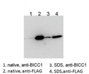 Western blot testing of HEK293 lysate overexpressing human BICC1-FLAG probed with an unrelated BCC1 antibody after immunoprecipitating with either cat # R35086 BICC1 antibody or FLAG antibody in the presence or absence of  SDS.