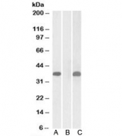 Western blot testing of HEK293 lysate overexpressing human PIM2-MYC with PIM2 antibody (1ug/ml) in Lane A and anti-MYC (1/1000) in lane C. Mock-transfected HEK293 probed with PIM2 (1ug/ml) in Lane B. Predicted molecular weight: ~34kDa.