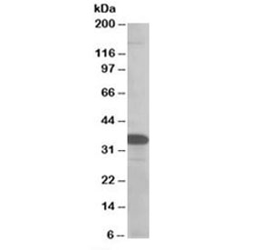 Western blot testing of MOLT4 lysate with SMUG1 antibody at 0.5ug/ml. Predicted molecular weight: ~31kDa.~