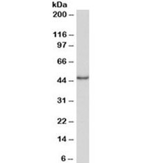 Western blot testing of Daudi lysate with CD40 antibody at 1ug/ml. Predicted molecular weight is 30-45 kDa depending on glycosylation level