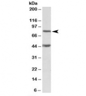 Western blot testing of mouse NIH3T3 lysate with Dishevelled antibody at 1ug/ml. The expected ~80kDa band and the additional ~45kDa band are both blocked by the immunizing peptide.