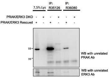PRAK antibody (<a href=../tds/prak-antibody-r36080>cat # R36080</a> and R35126) used at 1.5ug for immunoprecipitation from lysates of PRAK/ERK3 double knockout mouse embryonic firbroblasts, with (third and fifth lanes) and without (fourth and sixth lanes) rescued PRAK/ERK3 expression through retroviral transduction.