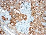 IHC testing of FFPE human kidney with Sclerostin antibody at 4ug/ml. HIER: steamed with pH9 Tris/EDTA buffer, HRP-staining.