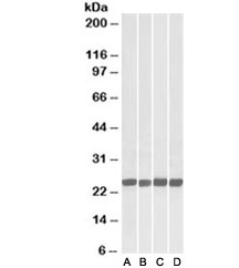 Western blot testing of A) mouse brain, B) rat brain, C) mouse spleen and D) rat splen lysate with GRB2 antibody at 0.05ug/ml.