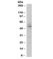 Western blot testing of human placenta lysate with AIBZIP antibody at 0.5ug/ml. Predicted molecular weight: ~45kDa.