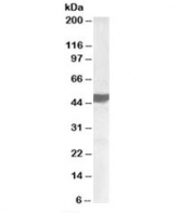 Western blot testing of human placenta lysate with ASAM antibody at 0.5ug/ml. Predicted molecular weight: ~41kDa but observed at ~48/44kDa (human/mouse).