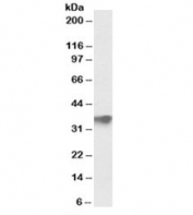Western blot testing of human testis lysate with FBXO4 antibody at 0.5ug/ml. Predicted molecular weight: ~35kDa.