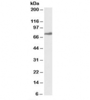 Western blot testing of K562 lysate with RSL1D1 antibody at 1ug/ml. Predicted molecular weight: ~55kDa, observed here at ~75kDa.
