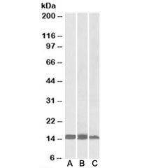 Western blot testing of human [A], mouse [B] and rat [C] heart lysates with FABP3 antibody at 0.01ug/ml. Predicted molecular weight: ~15kDa.