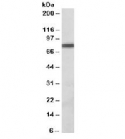 Western blot testing of Daudi lysate with ZBTB24 antibody at 1ug/ml. Predicted molecular weight: ~78kDa.