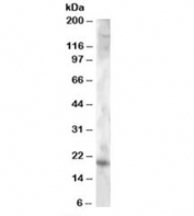 Western blot testing of NSO lysate with Cystatin F antibody at 2ug/ml. Predicted molecular weight: ~17kDa.
