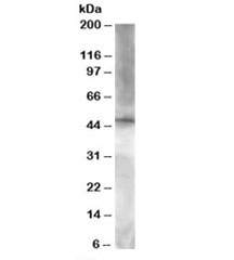 Western blot testing of HeLa lysate with BRF2 antibody at 1.5ug/ml. Predicted molecular weight: ~48kDa.