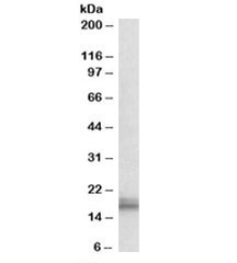 Western blot testing of mouse kidney lysate with Npc2 antibody at 0.1ug/ml. Predicted/observed molecular weight: ~17kDa.