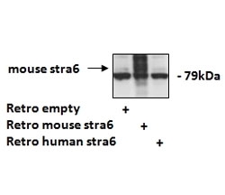Western blot: The 90kDa band is stained after retrovirally overexpressing mouse STRA6 and not after overexpressing human STRA6 i