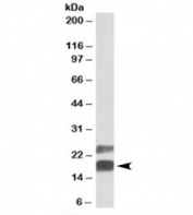 Western blot testing of mouse testis lysate with CIRBP antibody at 0.05ug/ml. Both the expected ~18kDa band and the additional ~23kDa band are blocked by the immunizing peptide.