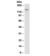 Western blot testing of mouse liver lysate with Pex1 antibody at 0.3ug/ml. Predicted molecular weight: ~137kDa, observed here at ~150kDa.