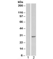 Western blot of HEK293 lysate overexpressing human STX6 probed with Syntaxin 6 antibody (mock transfection in la
