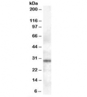 Western blot testing of human lymph node lysate with Syntaxin 6 antibody at 0.3ug/ml. Predicted molecular weight: ~29kDa.