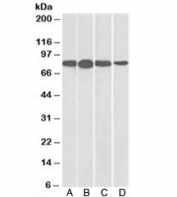 Western blot of mouse NIH3T3 (A), and human HeLa (B), Jurkat (C), and A431 (D) lysates with Radixin antibody at 0.01ug/ml. Predicted molecular weight: ~69kDa, routinely observed at ~82kDa (Ref 1).