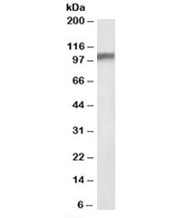 Western blot testing of mouse brain lysate with Hap1 antibody at 0.1ug/ml. Predicted molecular weight (mouse): ~67kDa but can be observed at ~100kDa.