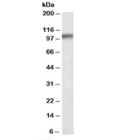 Western blot testing of mouse brain lysate with Hap1 antibody at 0.1ug/ml. Predicted molecular weight (mouse): ~67 kDa but can be observed at 67-100 kDa.