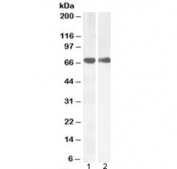 Western blot testing of mouse 1) kidney and 2) skeletal muscle lysate with COX1 antibody at 0.5ug/ml. Predicted molecular weight ~69 kDa.