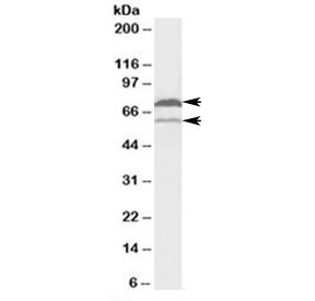 Western blot testing of human U937 lysate with COX1 antibody at 2ug/ml. Multiple isoforms from 56~72 kDa may be detected.~