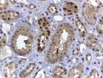 IHC testing of FFPE human kidney with HIF3A antibody at 4ug/ml. HIER: steamed with pH6 citrate buffer, HRP-staining. Nuclear staining in some of the distal convoluted tubules is seen.
