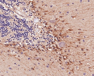 IHC testing of FFPE human cerebellum with COMT antibody at 4ug/ml. HIER: steamed with pH9 Tris/EDTA, HRP-staining.