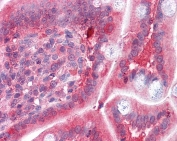 IHC testing of FFPE human small intestine tissue with COMT antibody at 3.75ug/ml. Required HIER: steamed antigen retrieval with pH6 citrate buffer; AP-staining.