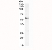 Western blot testing of human lung lysate with Cyp1a1 antibody at 0.1ug/ml. Predicted molecular weight ~58 kDa.