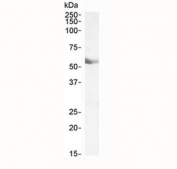 Western blot testing of human lung lysate with Cyp1a1 antibody at 0.1ug/ml. Predicted molecular weight ~58 kDa.