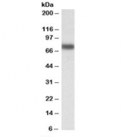 Western blot testing of HepG2 lysate with IRF2BP1 antibody at 0.1ug/ml. Predicted molecular weight: ~62kDa but can be observed at up to 75kDa.