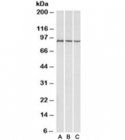 Western blot of mouse (A), rat (B) and pig (C) skeletal muscle lysates with Aconitase 2 antibody at 0.01ug/ml. Predicted molecular weight: ~85kDa.