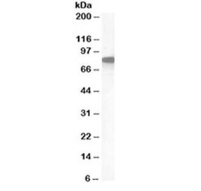 Western blot testing of human placenta lysate with Ezrin antibody at 1ug/ml. Predicted molecular weight 70~80kDa.