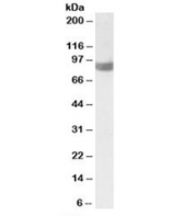 Western blot testing of HeLa lysate with PLA2G4A antibody at 1ug/ml. Predicted molecular weight: ~85kDa.